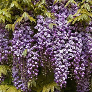 Glicynia kwiecista Violacea Plena Wisteria floribunda