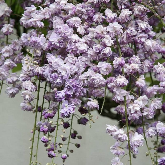 Glicynia kwiecista Wisteria floribunda Violacea Plena