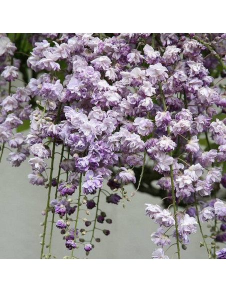 Glicynia kwiecista Wisteria floribunda Violacea Plena