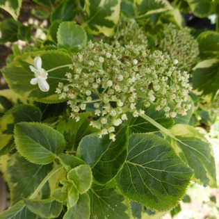 Hortensja pnąca Mirranda Hydrangea anomala subsp.  - Szkółka Florela