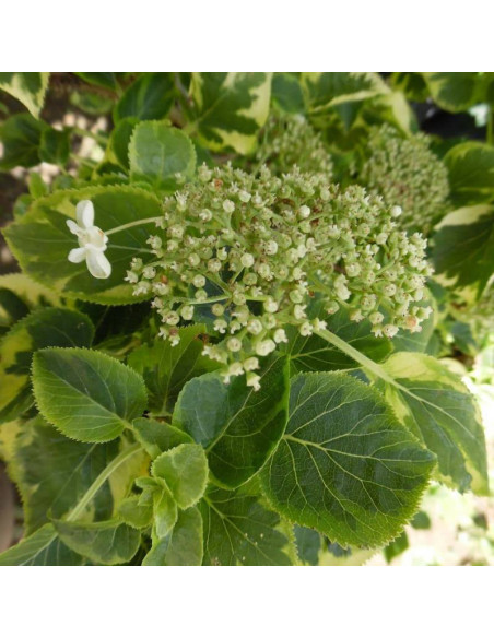 Hortensja pnąca Mirranda Hydrangea anomala subsp.  - Szkółka Florela