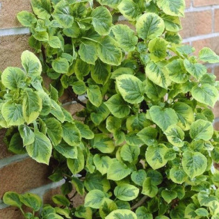 Hortensja pnąca Mirranda Hydrangea anomala subsp.  - Szkółka Florela 2