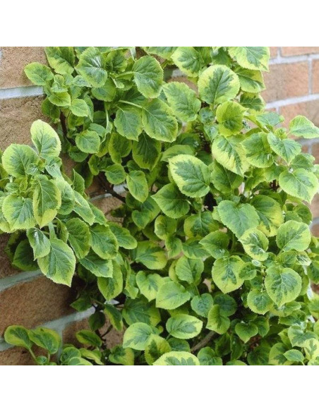 Hortensja pnąca Mirranda Hydrangea anomala subsp.