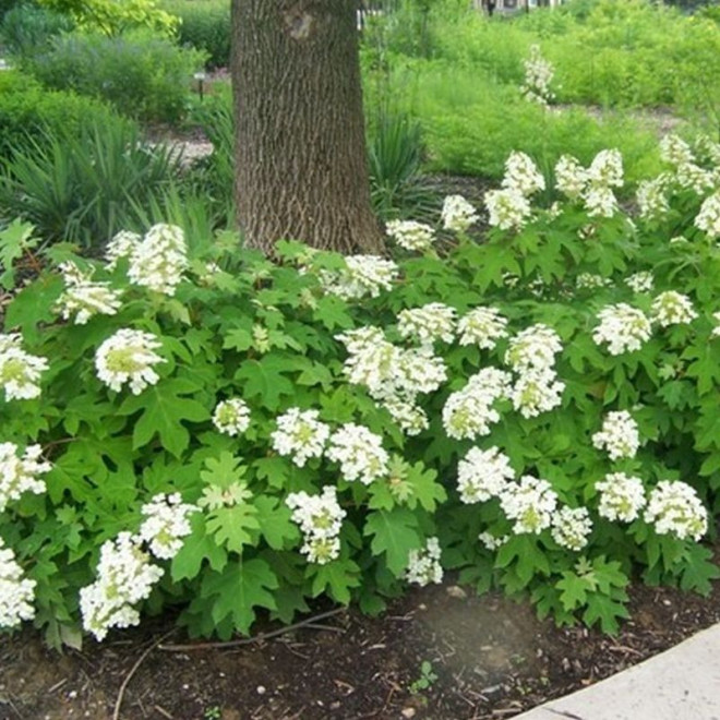 Hortensja dębolistna Sikes Dwarf Hydrangea quercifolia