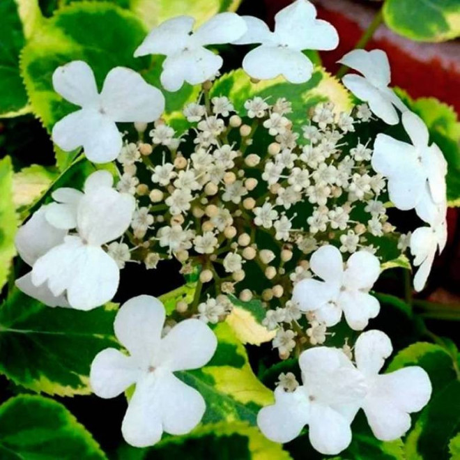 Hortensja pnąca anomala subsp. Mirranda Hydrangea