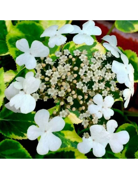 Hortensja pnąca anomala subsp. Mirranda Hydrangea