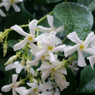 Jasminum Trachelospermum Jaśmin gwiazdkowy