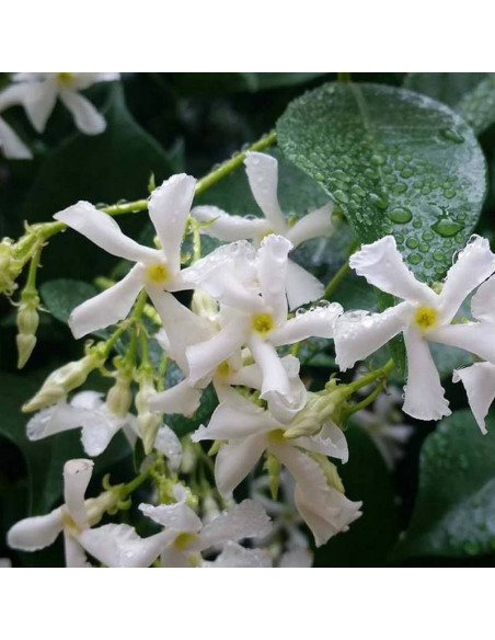 Jasminum Trachelospermum Jaśmin gwiazdkowy