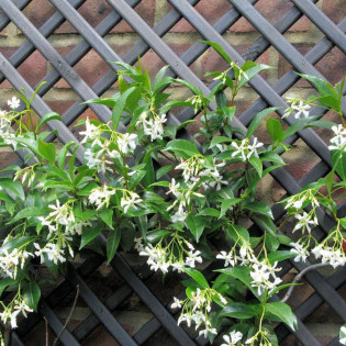 Jasminum Trachelospermum Jaśmin gwiazdkowy 2