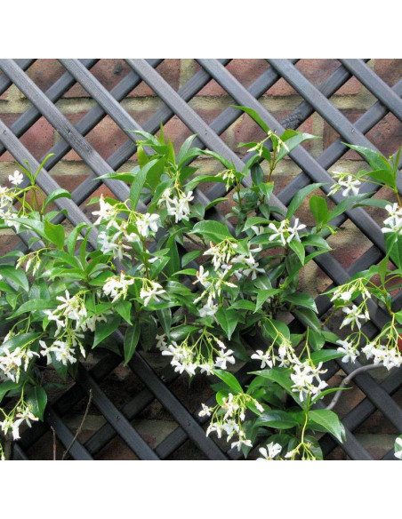 Jaśmin gwiazdkowy Jasminum Trachelospermum