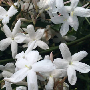 Jaśmin kwiecisty Jasminum polyanthum
