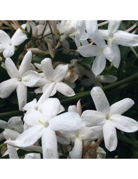 Jaśmin kwiecisty Jasminum polyanthum