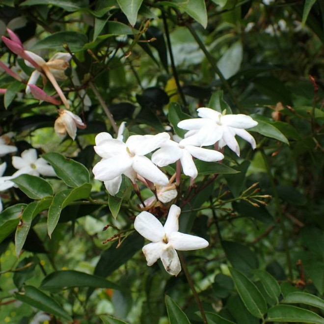 Jasminum polyanthum Jaśmin kwiecisty