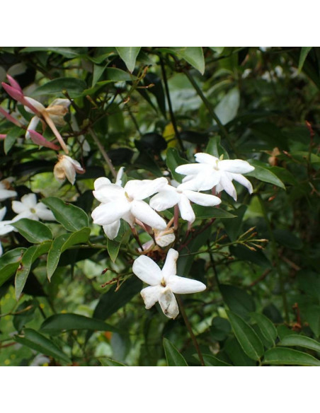 Jasminum polyanthum Jaśmin kwiecisty