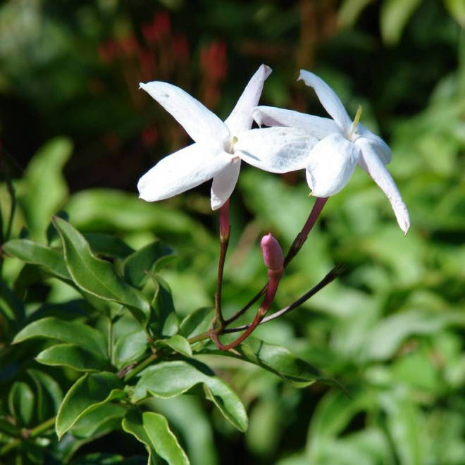 Jasminum polyanthum Jaśmin kwiecisty