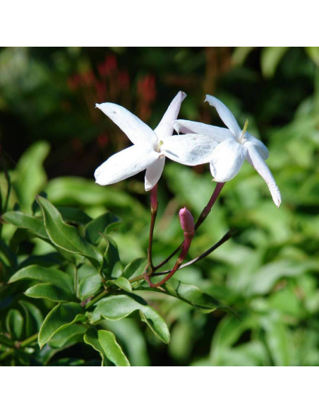 Jasminum polyanthum Jaśmin kwiecisty