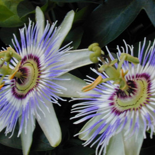 Męczennica Błękitna Zwyczajna Passiflora Caerulea