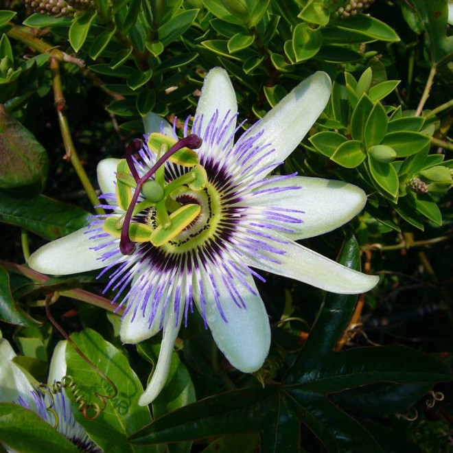 Zwyczajna Passiflora Caerulea Męczennica Błękitna
