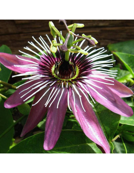 Męczennica Fioletowa Passiflora Violacea