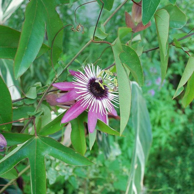 Passiflora Violacea Męczennica Fioletowa