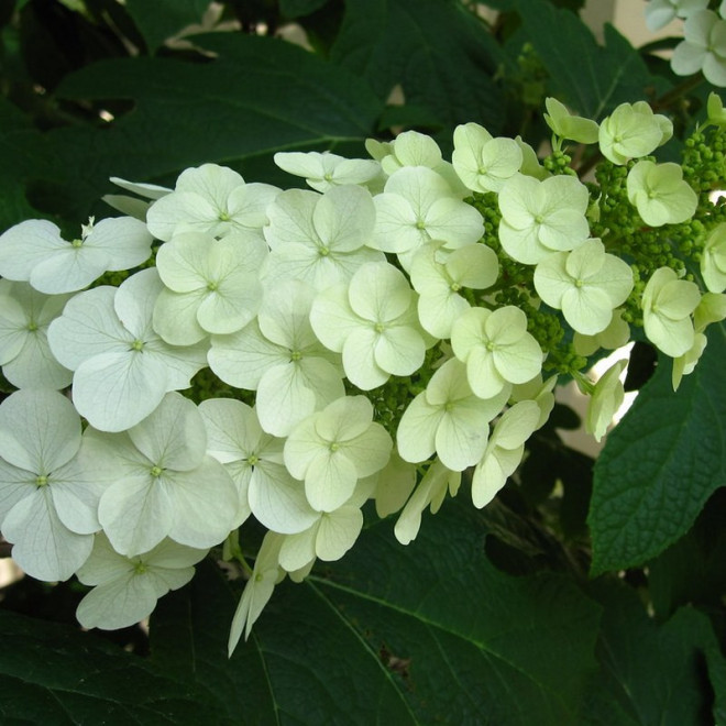 Snow Queen Flemygea Hortensja dębolistna Hydrangea quercifolia