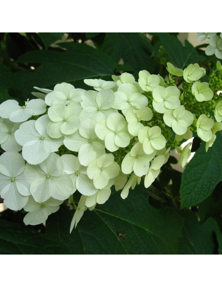 Snow Queen Flemygea Hortensja dębolistna Hydrangea quercifolia