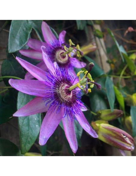 Męczennica Lavender Lady Passiflora Lavender
