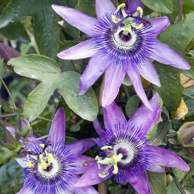 Lavender Lady Passiflora Lavender Męczennica