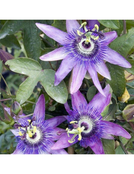 Lavender Lady Passiflora Lavender Męczennica
