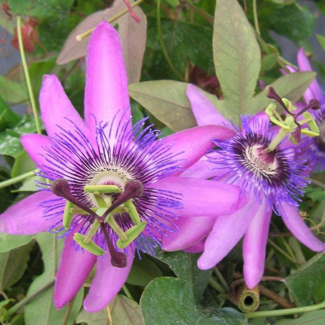 Lady Passiflora Lavender Męczennica Lavender