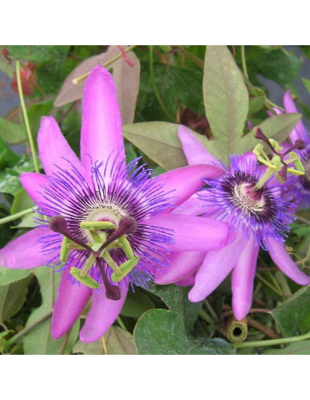 Lady Passiflora Lavender Męczennica Lavender