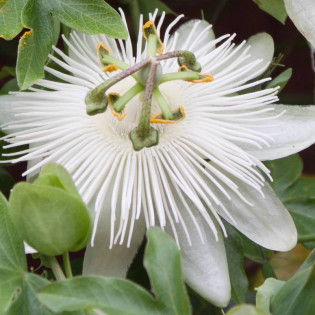 Męczennica Modra Constance Elliott Passiflora Caerulea