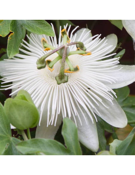 Męczennica Modra Constance Elliott Passiflora Caerulea