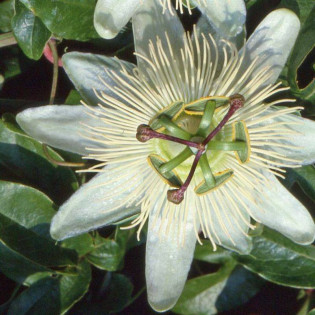 Męczennica Modra Constance Elliott Passiflora Caerulea 2
