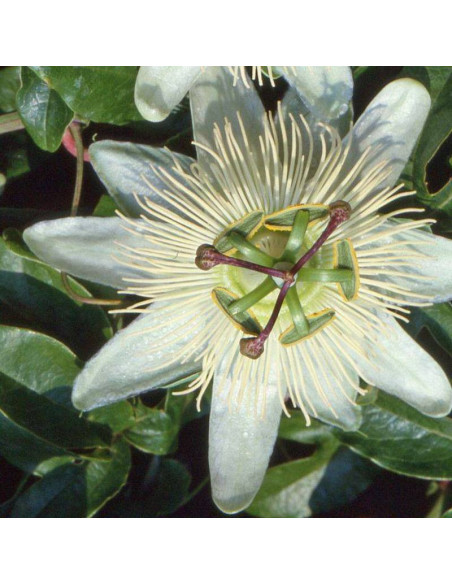 Constance Elliott Passiflora Caerulea Męczennica Modra