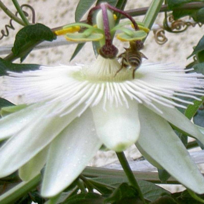 Męczennica Modra Passiflora Caerulea Constance Elliott