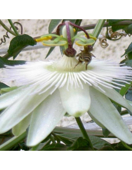 Męczennica Modra Passiflora Caerulea Constance Elliott