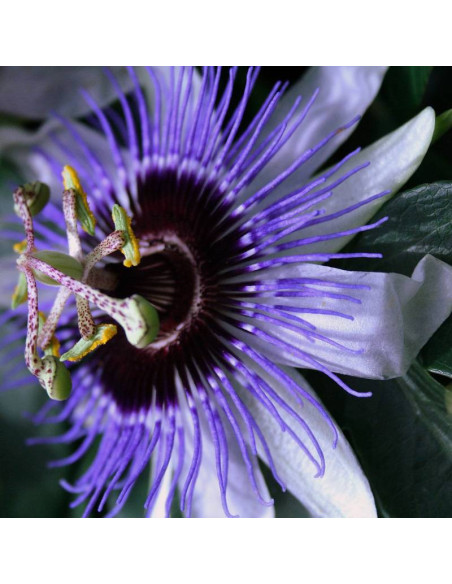 Męczennica Purple Haze Passiflora