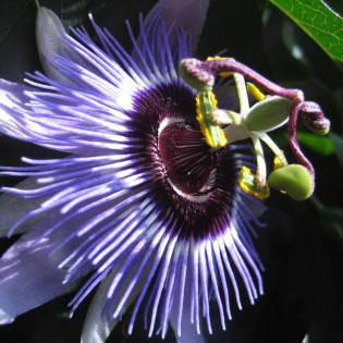 Męczennica Purple Haze Passiflora 2