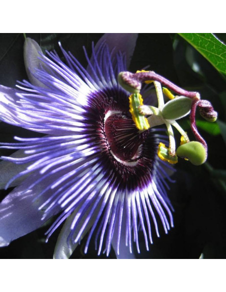 Purple Haze Passiflora