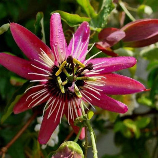 Męczennica Victoria Passiflora
