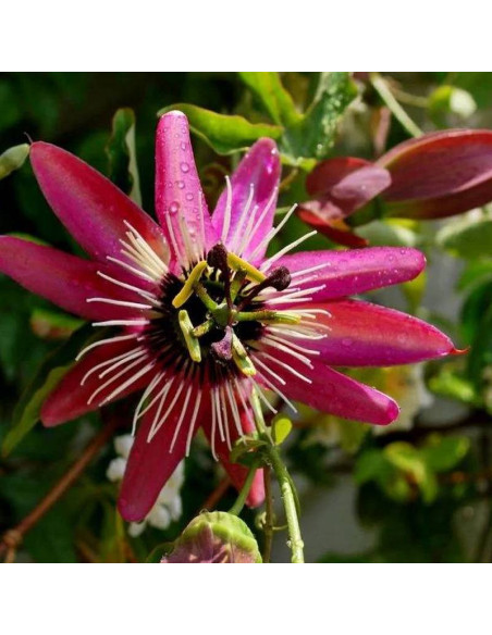 Męczennica Victoria Passiflora
