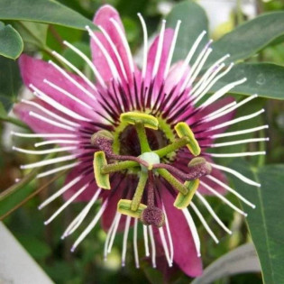 Męczennica Victoria Passiflora 2