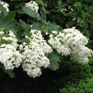 Hortensja dębolistna Snow Queen Flemygea Hydrangea quercifolia