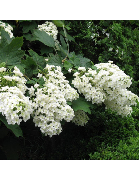 Hortensja dębolistna Snow Queen Flemygea Hydrangea quercifolia