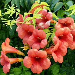 Milin Amerykański Campsis Radicans