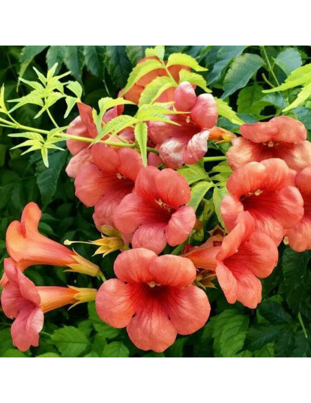 Milin Amerykański Campsis Radicans