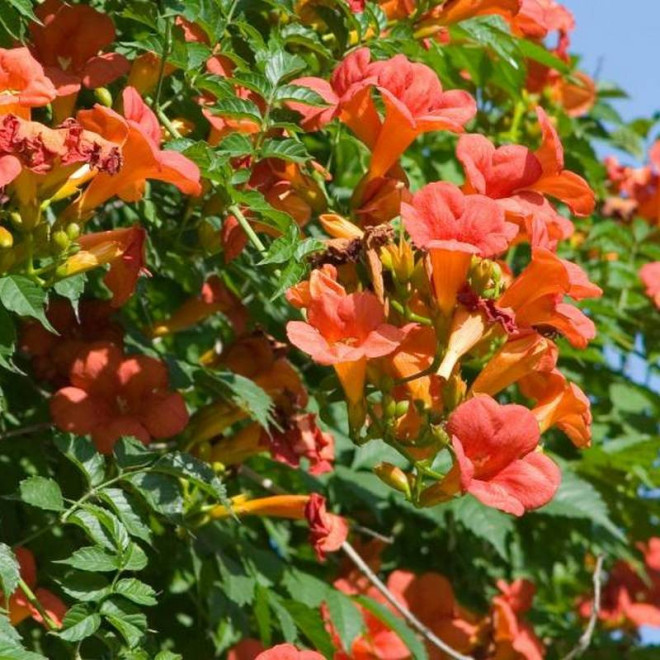 Campsis Radicans Milin Amerykański
