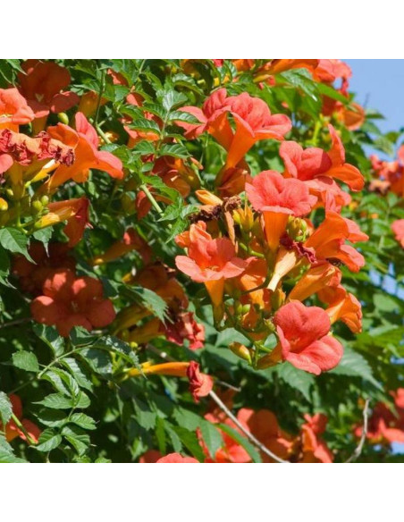 Campsis Radicans Milin Amerykański