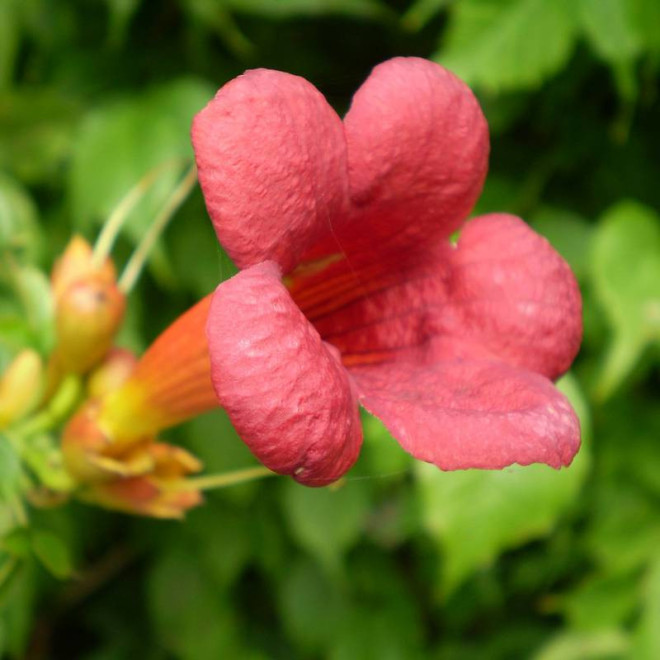 Milin Amerykański Campsis Radicans